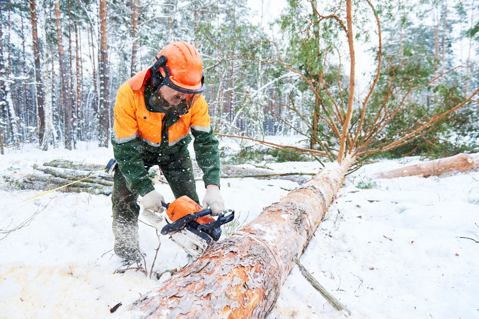 Baumfällung Rodung Sturmschaden baum Baumfällung Rodung Sturmschaden baum
